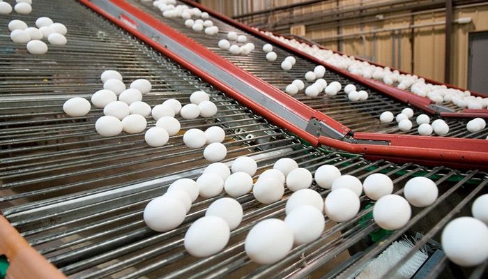 Eggs on a conveyor