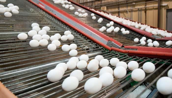 HPAI, Layer Inventories, and Egg Prices 