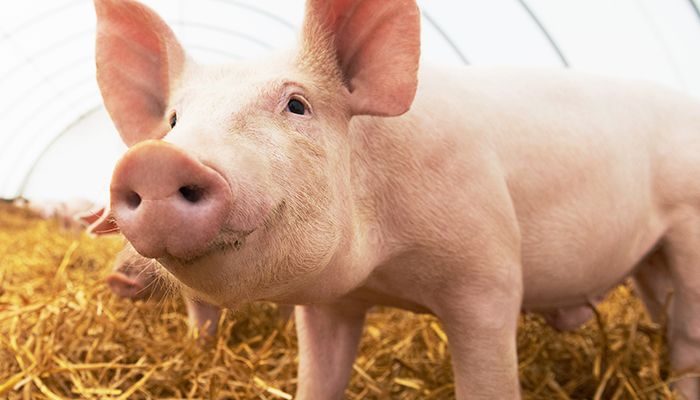 Pig in hoop barn