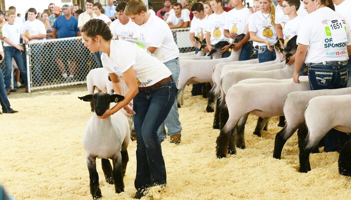 Iowa State Fair livestock barns to see $25 million renovation 