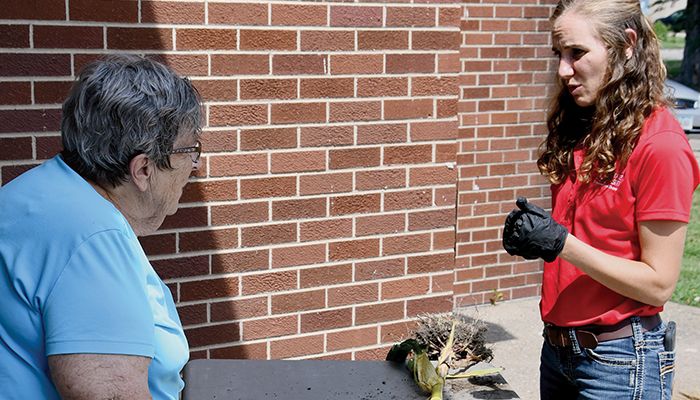 Iowa State University Extension and Outreach Agronomist Rebecca Vittetoe, right, examined a drought-impacted cornstalk