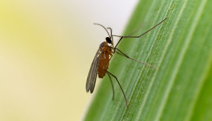 Gall Midge