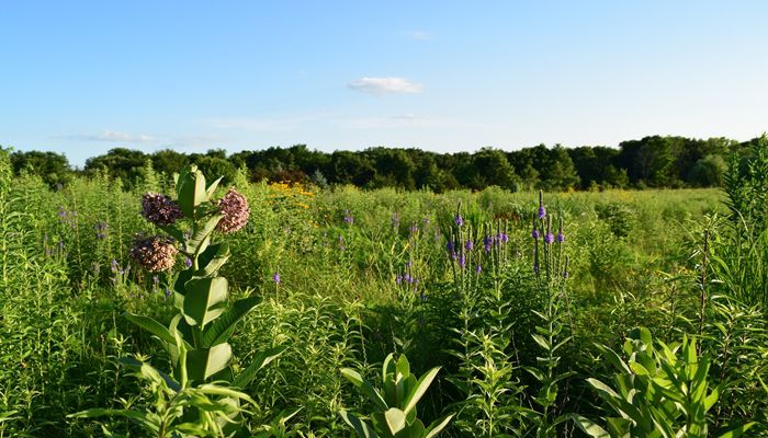 Monarch Conservation Effort Report Highlights Iowans' Hard Work