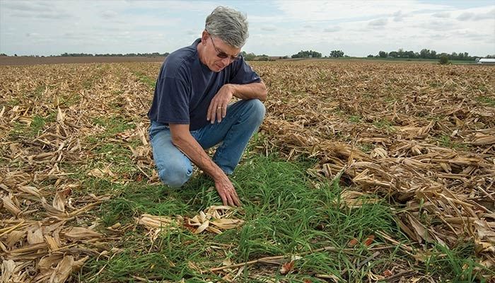 Crop insurance discount program for cover crops to continue