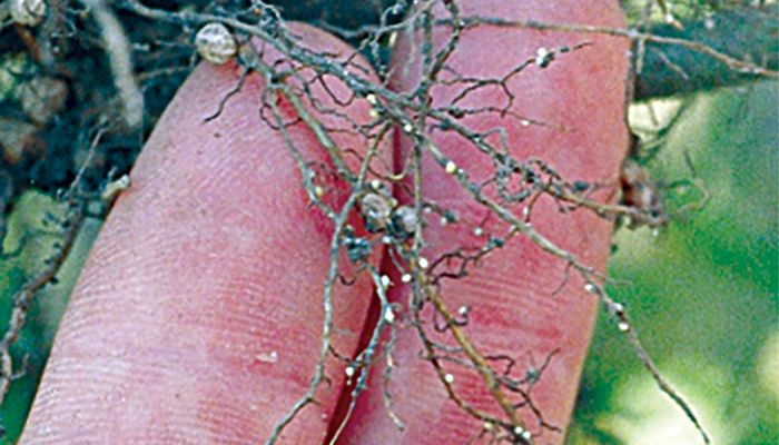 Consider sampling fields at harvest for SCN 