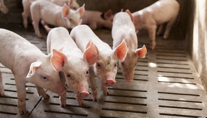 piglets in barn