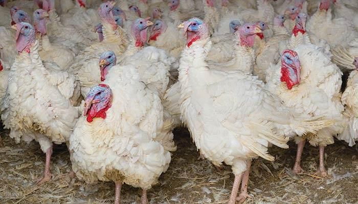 Bird flu hits commercial flock in Iowa 