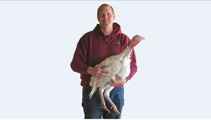 Why are turkeys so big? And more answers for all your turkey questions 