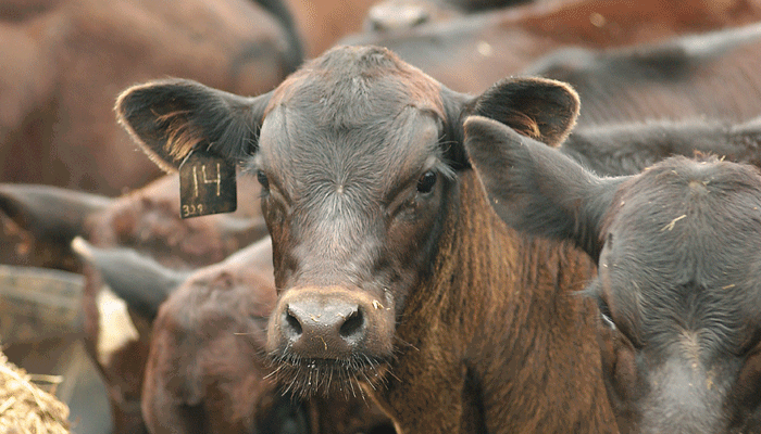 Strong cattle prices projected for 2023 