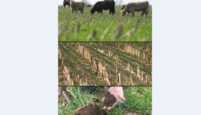 Navigating agriculture’s emerging carbon markets 