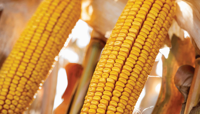 Porter posts best Iowa corn yield for 2022 