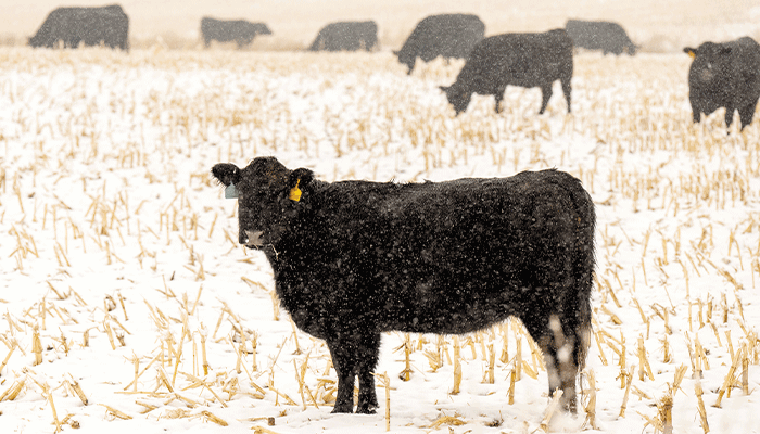 Analyst sees bright future ahead for cattle ranchers 