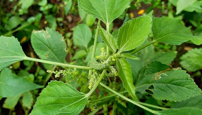 Copperleaf