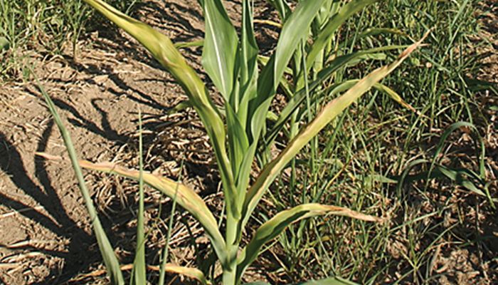 Corn