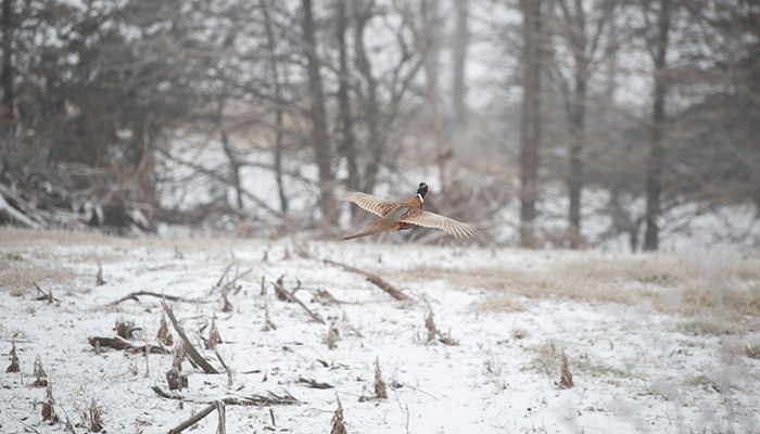 Upcoming conservation field days l February 17 update 