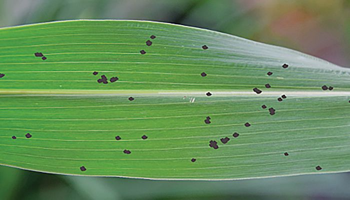 Experts expect tar spot to spread across the Midwest and be a challenge to manage in 2023. PHOTO / ISU EXTENSION