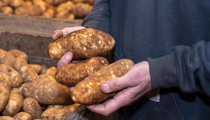 No, Iowa isn't Idaho. But we do grow great potatoes.
