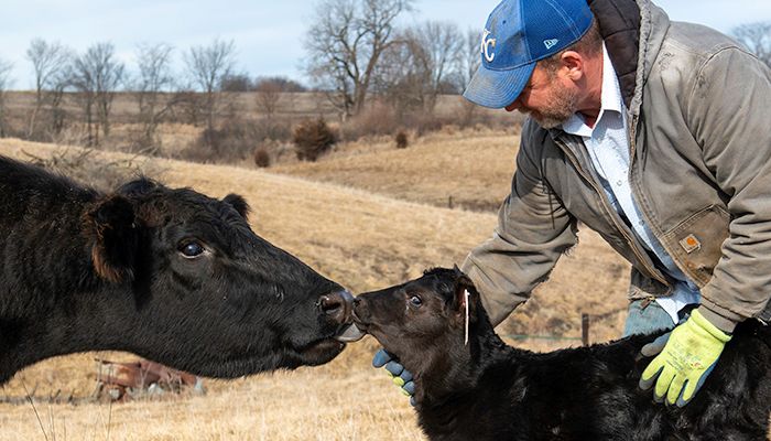 Madison County farmer Dan Hanrahan with a cow and her newborn calf