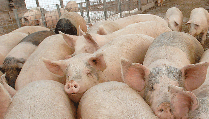Iowa Pork seeks national health study 