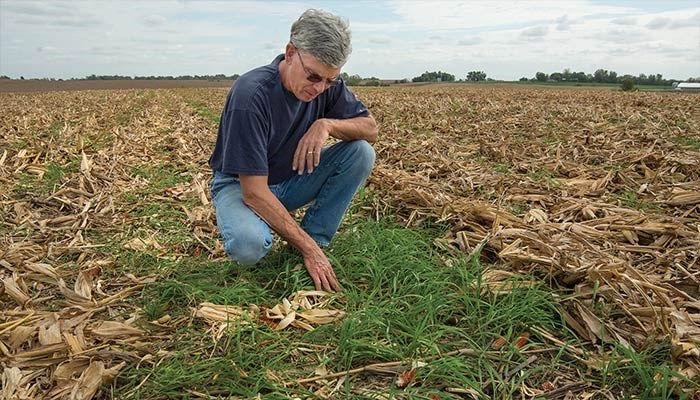 New effort aims to help Midwest farmers plant cover crops on a half a  million acres