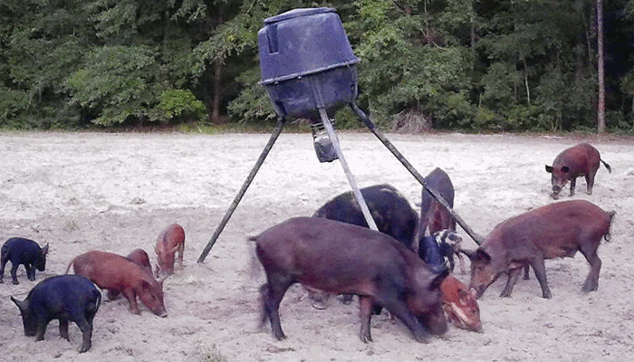 Feral hogs terrorize farms in southern U.S. 