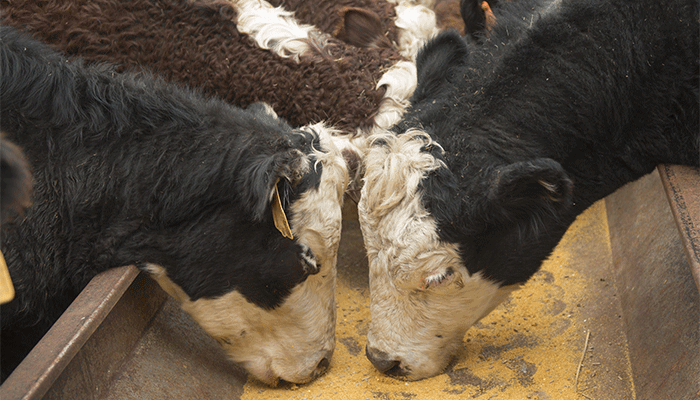 Meat exports add value to corn and soybeans 