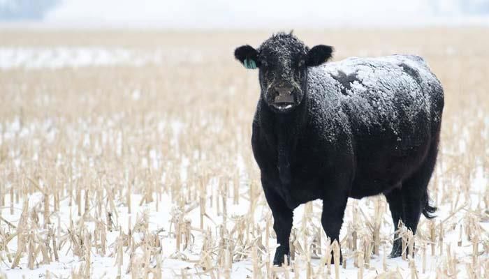 Beef cattle grazing in snowy corn field