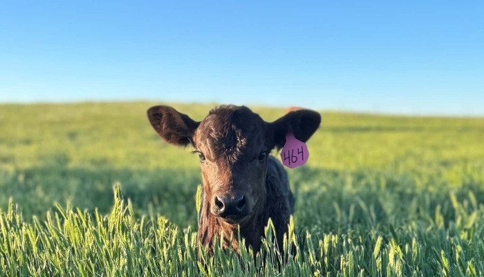 cow calf with ear tag