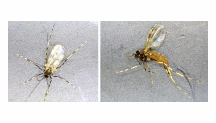 Searching for effective gall midge management 