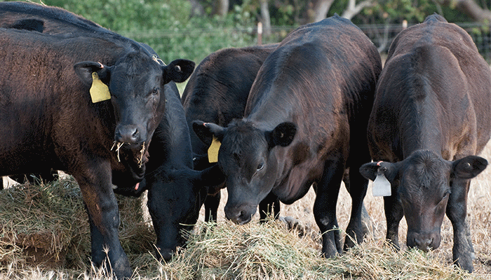 Beef exports to slow after record year 