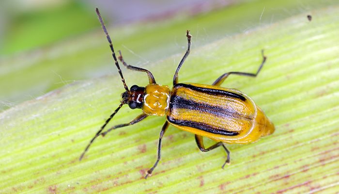 Corn Rootworm