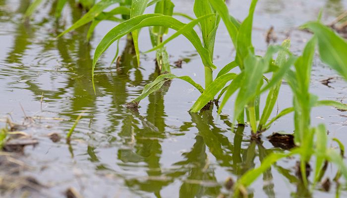 ponding in field