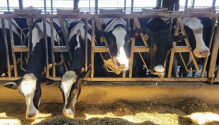 dairy farm, cows eating