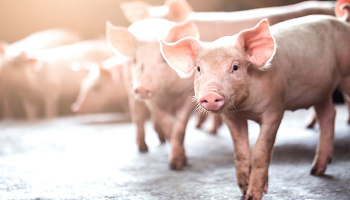 Pigs