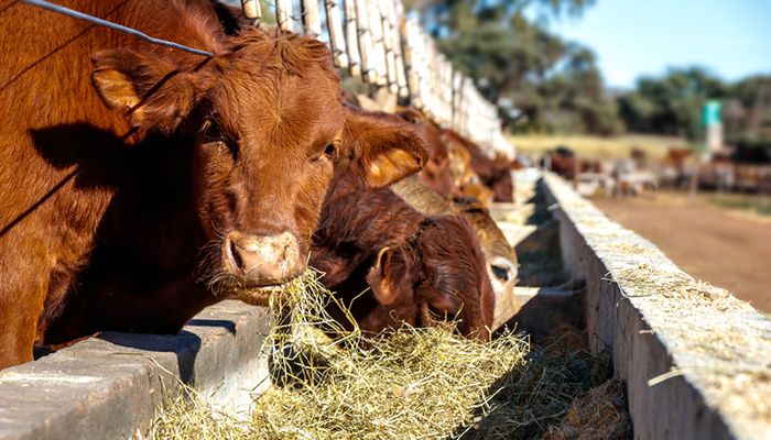 Iowa cattle feeding returns strong but forecasted to collapse