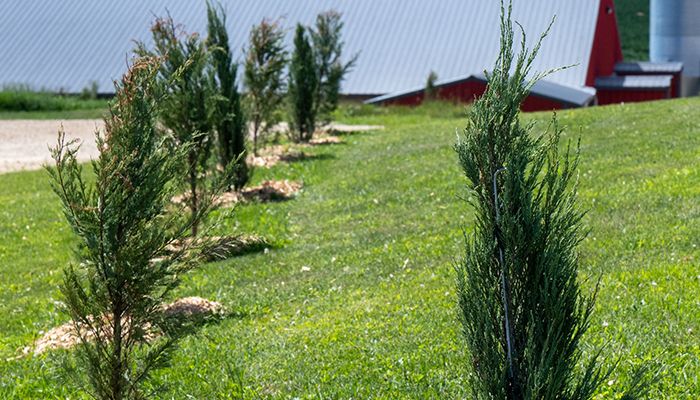 A new appreciation for trees – and the Iowa farmers who plant more of them