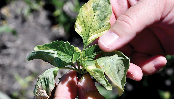 Waterhemp