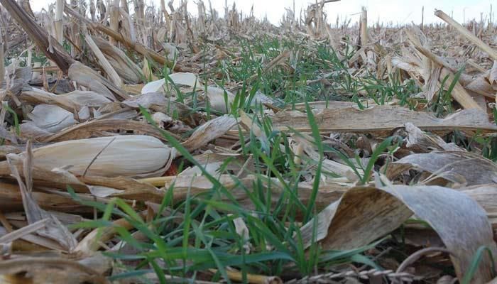 Managing Cover Crops During Drought