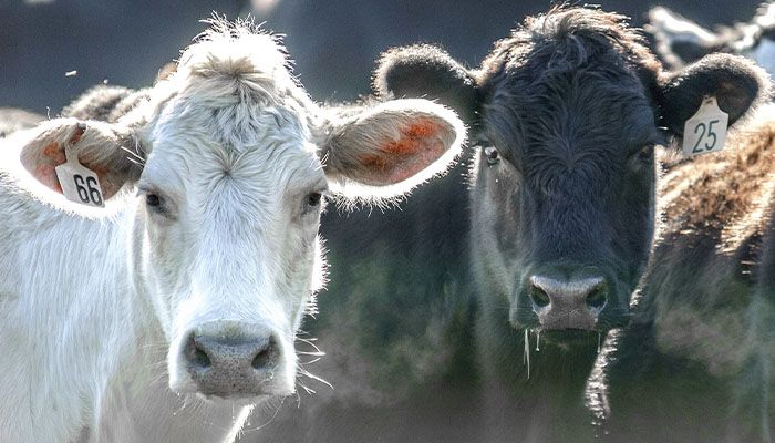 No easy solutions to rural vet shortage 