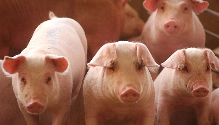 Hog prices set to improve in 2024 