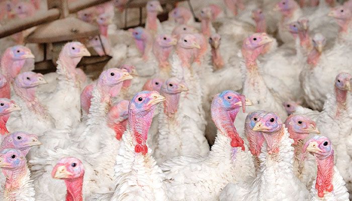 IDALS warns of regional bird flu infections 