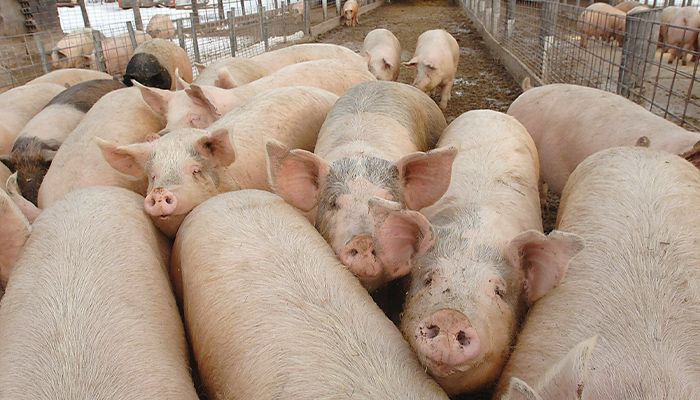 USDA refines African swine fever response 
