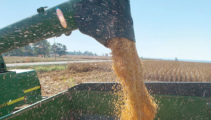 Corn harvest