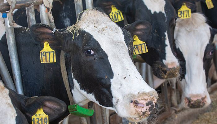 Canada secures right to limit U.S. dairy imports 