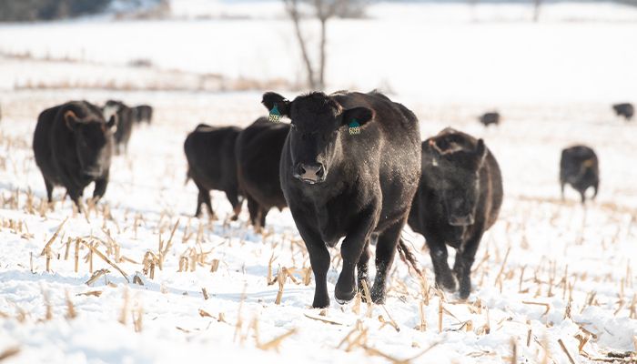 Body condition a concern before calving