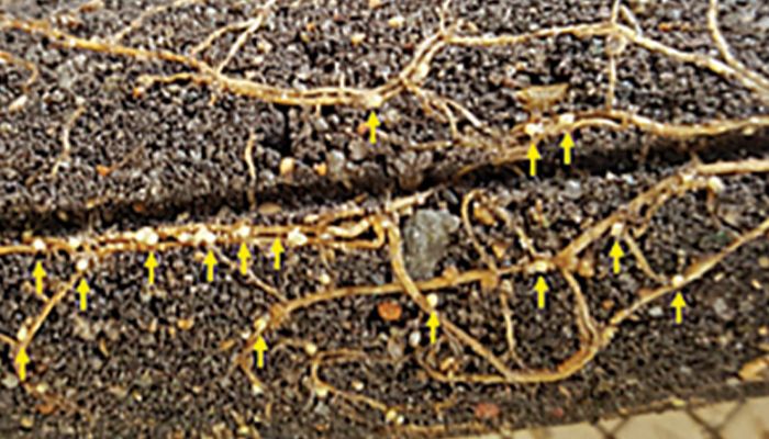 Peking resistant soybean varieties rising