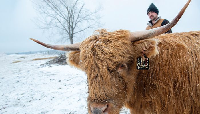 Not your typical herd 