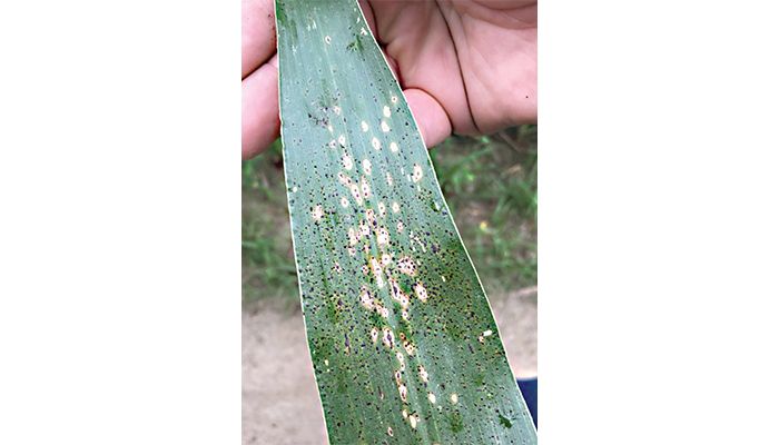 Tar spot continues to spread across Midwest 