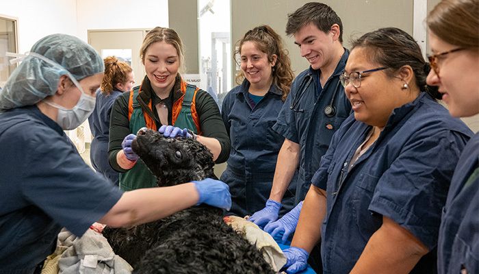 Innovative program aims to address vet shortage 