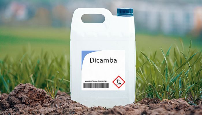 Dicamba